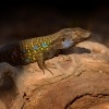 Velejesterka modroskvrnna - Gallotia galloti - Tenerife Lizard 2704